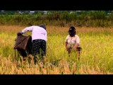 Apatani women out in the fields: Harvesting in Ziro