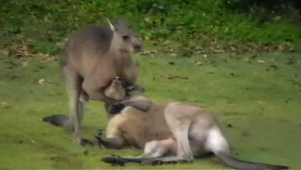 Kangourou étouffe un autre kangourou