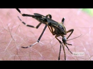 Mega mosquitoes invade Central Florida