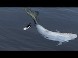 Huge whale knocks surfer unconscious at Bondi Beach