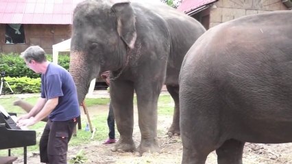 Elephant Plays Duet With Blues Piano Player In Thailand