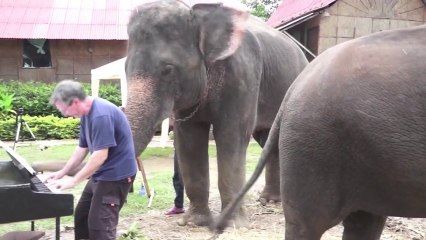 Un éléphant joue du piano en duo avec son maitre!