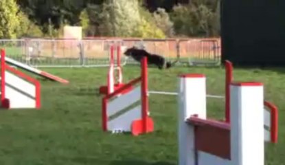 H de la cité de la faïencerie (DixieXBlack) 9 mois à l'agility