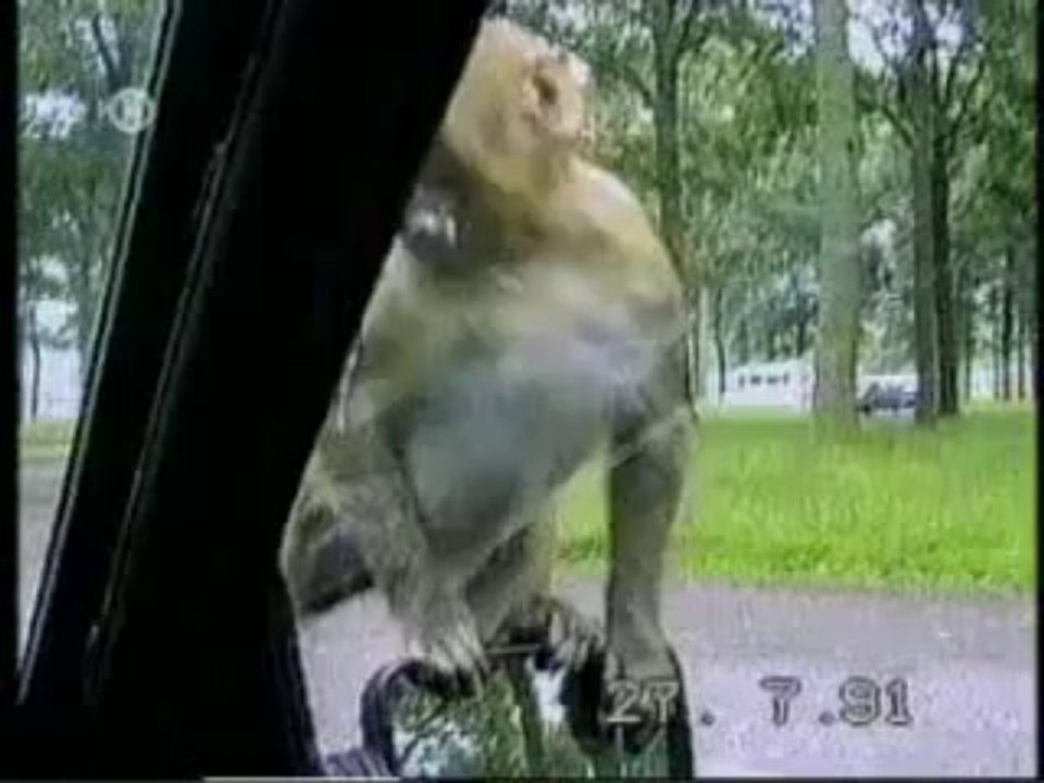 Funny Animals
