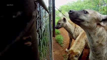 Kevin et les Lions - EP02 de 02