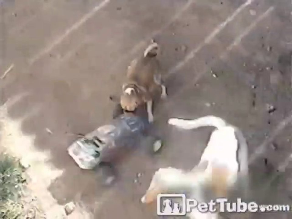 Pup Takes Car for a Spin!