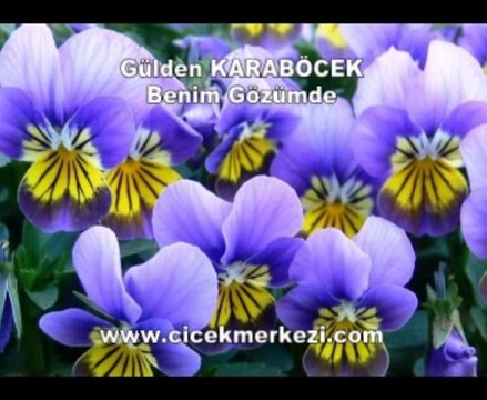 Gülden KARABÖCEK - Benim gözümde