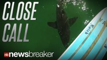 CLOSE CALL: A Man Comes Face to Face with a Shark While Paddleboarding; All Caught on Tape