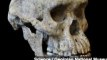Skull Fossil May Simplify Story of Human Evolution