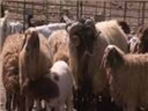 انخفاض في أسعار الأضاحي بالأردن