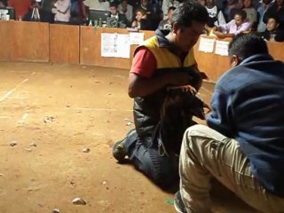 segunda pelea gallo media sangre shamo con grey