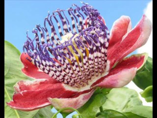 DEUTERONOMIO CAP 5 - A BIBLIA NA LINGUAGEM DE HOJE