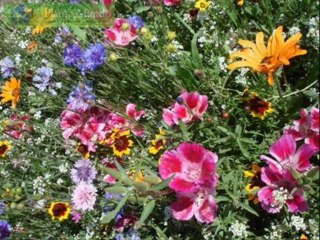 DEUTERONOMIO CAP 8 - A BIBLIA NA LINGUAGEM DE HOJE