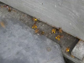 Abeille récoltant du pollen de lierre