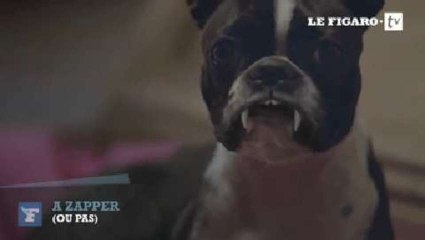 A zapper (ou pas) : alerte au "Chien Vampire" sur Gulli ! (vendredi 18 octobre)