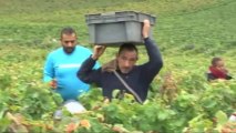 Les vendanges en Bourgogne