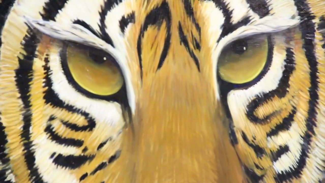 Basket Parma e Cus Parma uniscono le forze