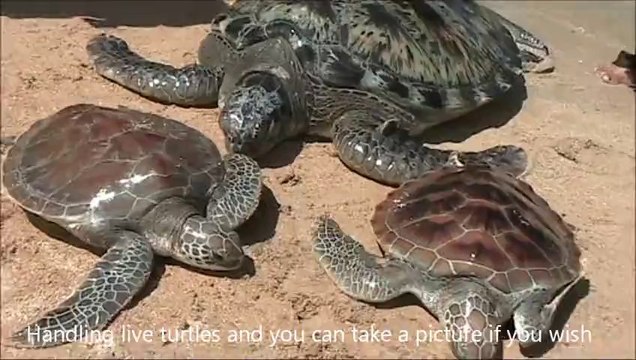 Secrets of Bali - Turtle Island's Exotic Nature - Bali Tours