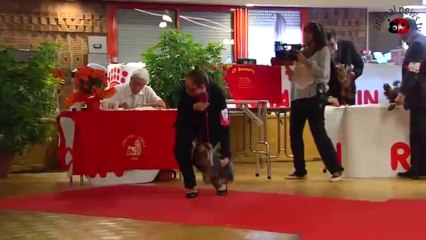 Nationale d'Elevage 2013,Histoire De Coeur De La Castelviroise.