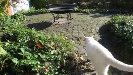 Daisy nyder efterårssolen - 18. okt. 2013