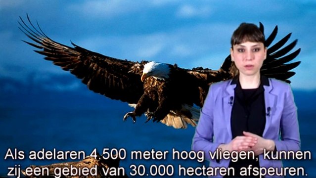bewijzen voor de schepping ''Roofvogels met een scherpe blik''