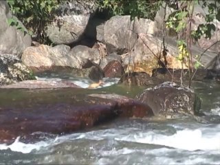 Patos de torrentes - torrentducks in Venezuela