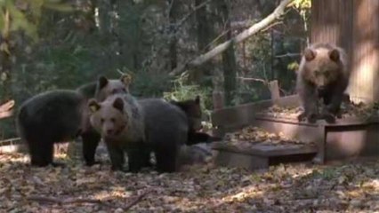 Special treatment for Russia's orphaned bears