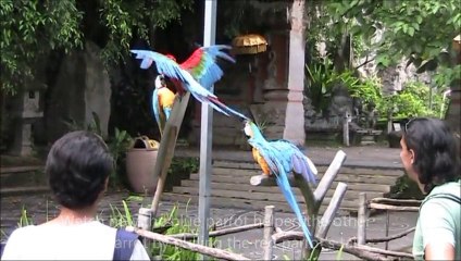 Shocking Parrot Behaviour Sometimes Seen in Humans - Bali Safari and Marine Park Part 5