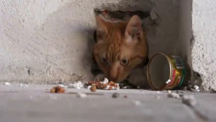 γάτα μέσα σε τοίχο