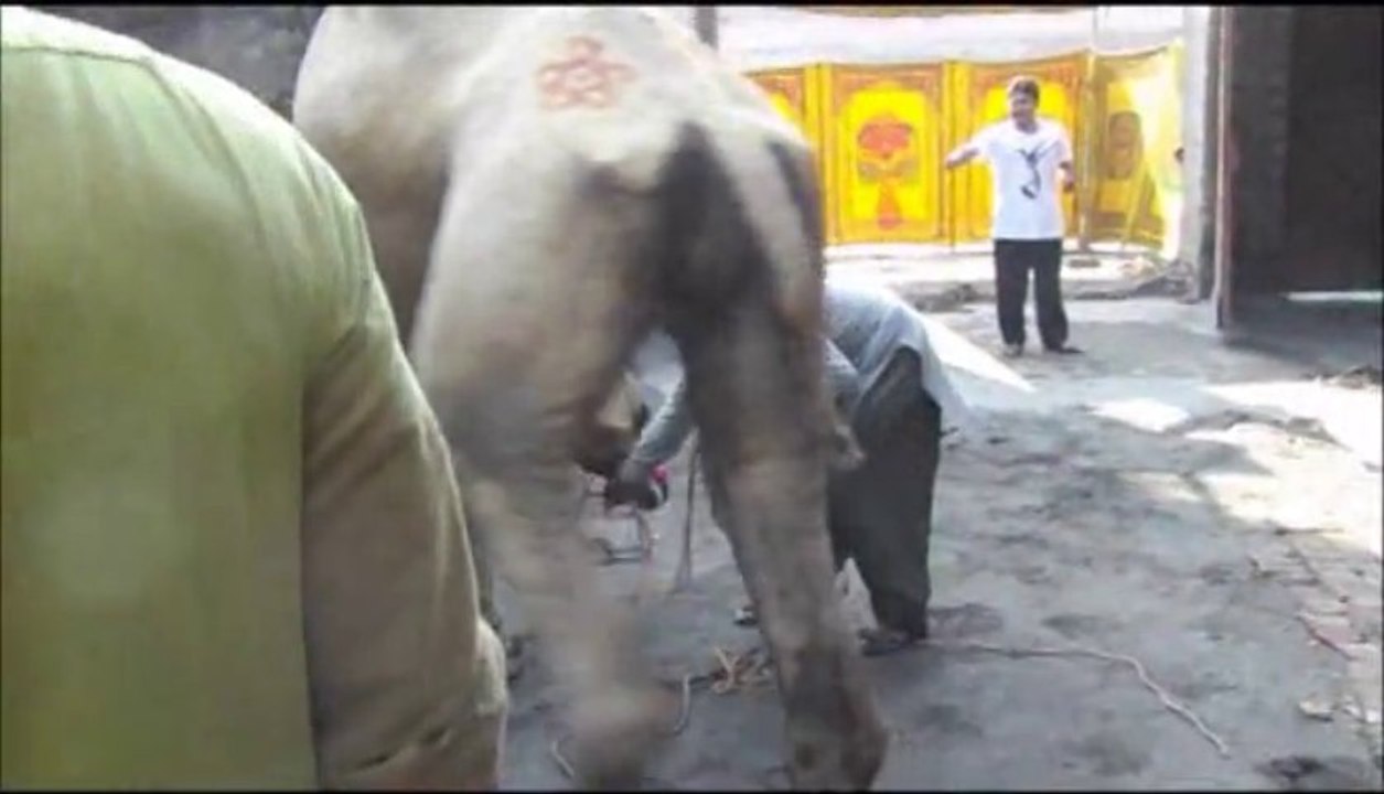 Qurbani