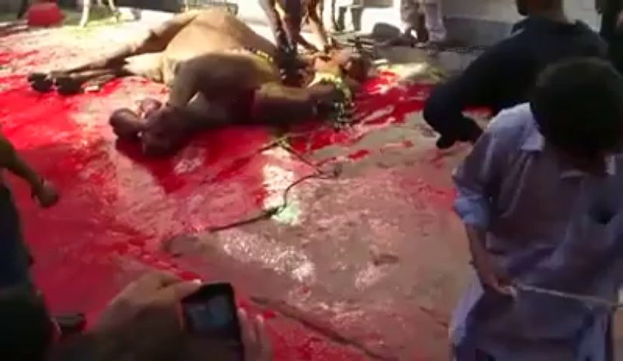 Unprofessional Butcher