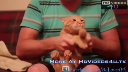 Dubstep Cat Jamming Out To Skrillex's Remix Of Cinemaᴴᴰ