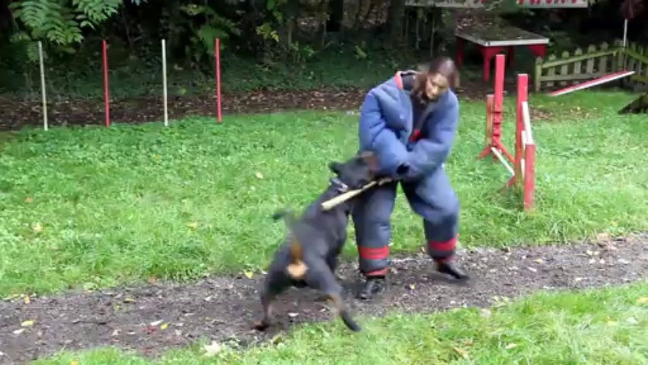 Evil VSK au mordant  et à la Frappe muselé sécurité  1