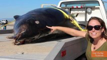Rare Saber-Toothed Whale Washes Ashore