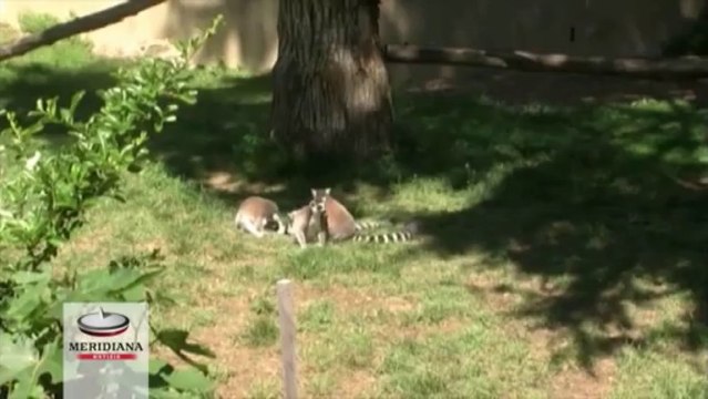 Papa Francesco visiterà il Bioparco: “E’ necessario proteggere gli animali”
