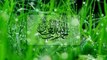 Shaya A S ki zubani ALLAH ka farman By Maulana Tariq Jameel