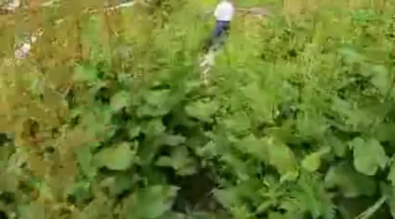 Elevit YaylasI (Rize)