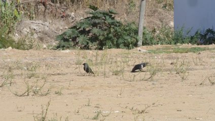 OISEAUX MIGRATEURS