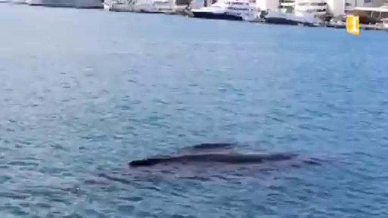 Des baleines dans le port de Papeete ! Tahiti 18 10 2013 Polynesie 1ere