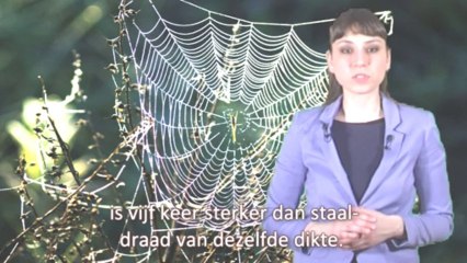Bewijzen voor de schepping ''Draad van de Spin''