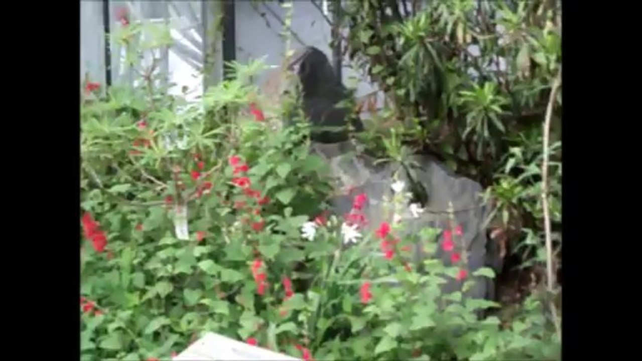 Conservatoire botanique Brest