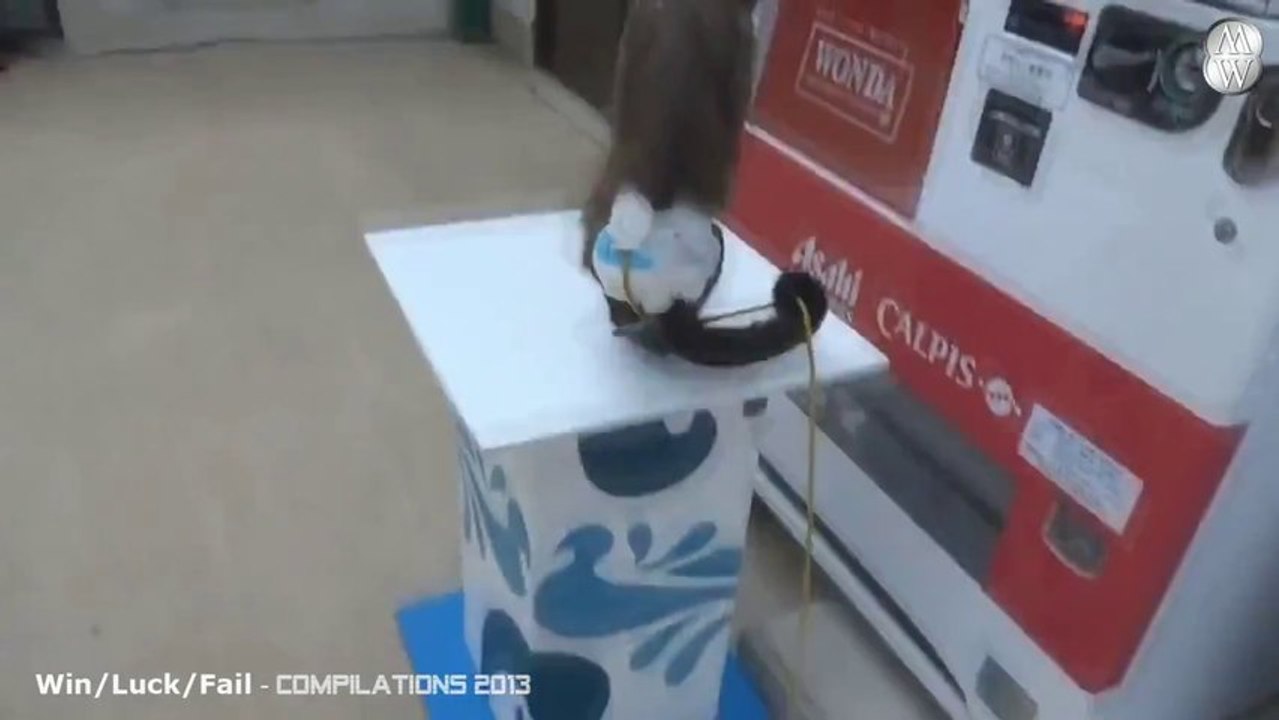 Les animaux sont extraordinaires.... Compilation de trucs fou!