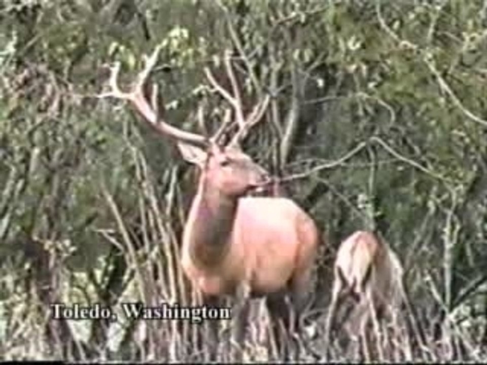 La chasse parfois dangereuse....