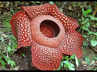 DEUTERONOMIO CAP 33 - A BIBLIA NA LINGUAGEM DE HOJE