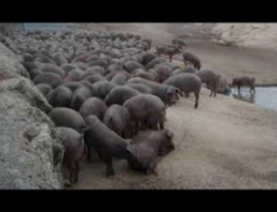 Relatos espurios del evangelio de Mateo