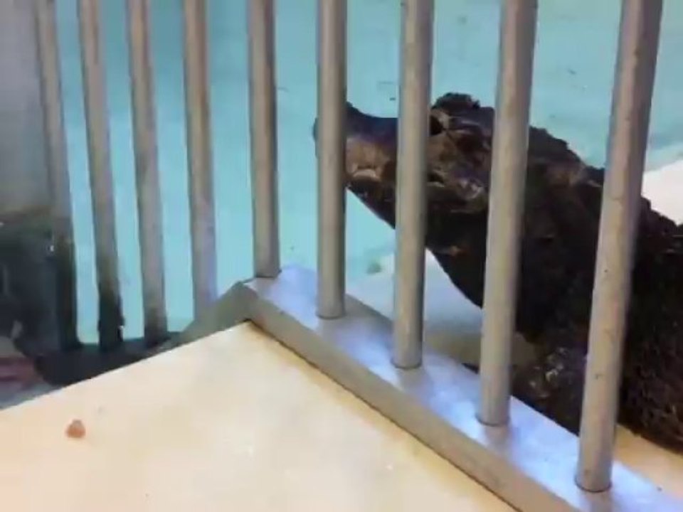 alim_croco.mp4video