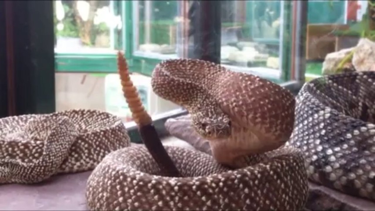 reptiland   crotalus.mp4video