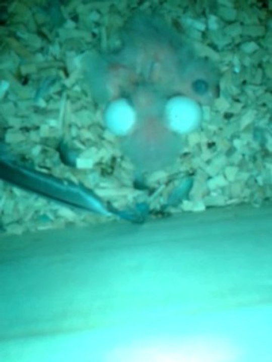 Bébé perruches Catherine naissances 15, 16 et et 18 oct 2013