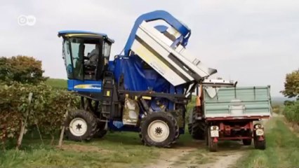 Germany's Grape Harvest: Hi-Tech and Hard Work | Journal Reporters
