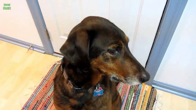 I'm not Guilty said the DOG! Funny....